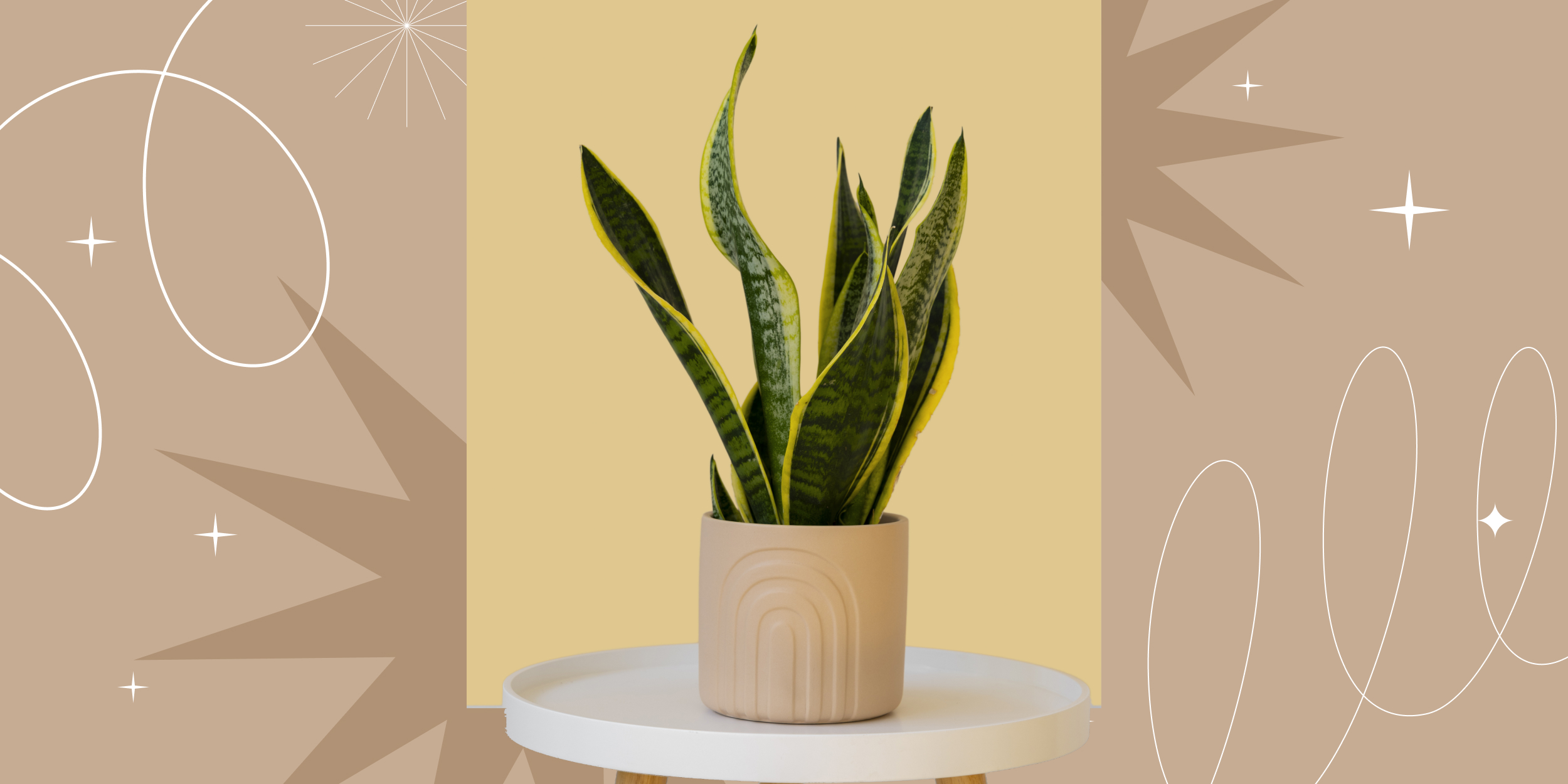 5 растений для ванной комнаты, с которыми там станет уютнее