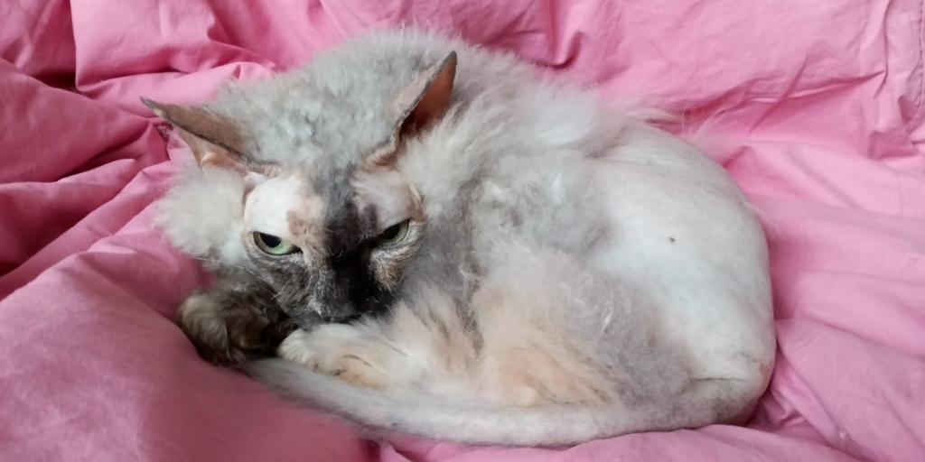 Снимки на TECNO MEGAPAD Pro