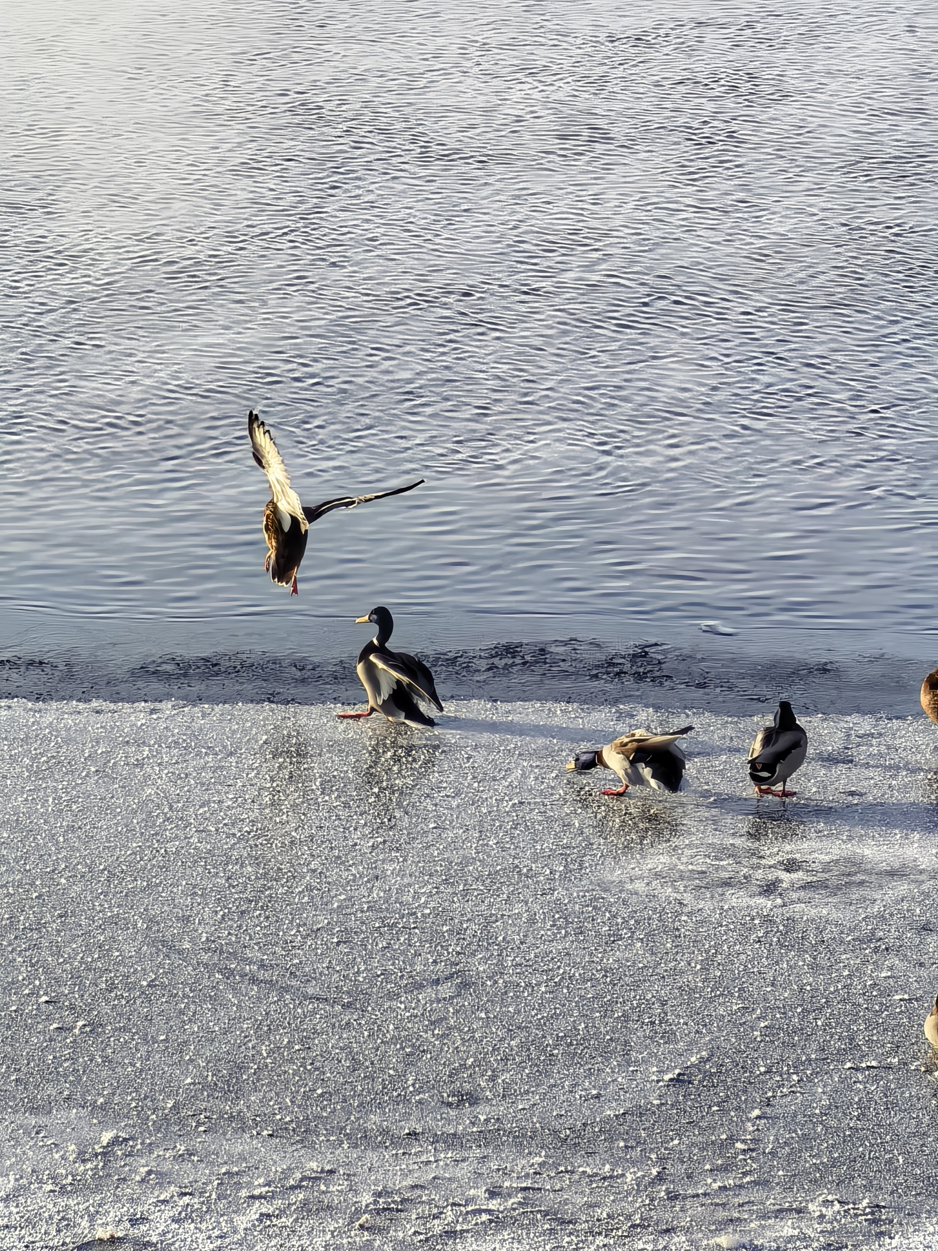 Фото на телевик Фото на телевик