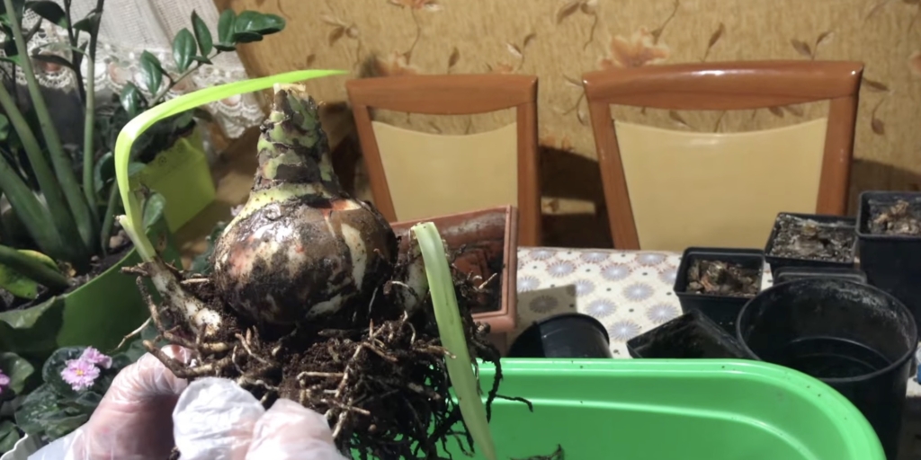 «Детки» гиппеаструма Как размножить гиппеаструм