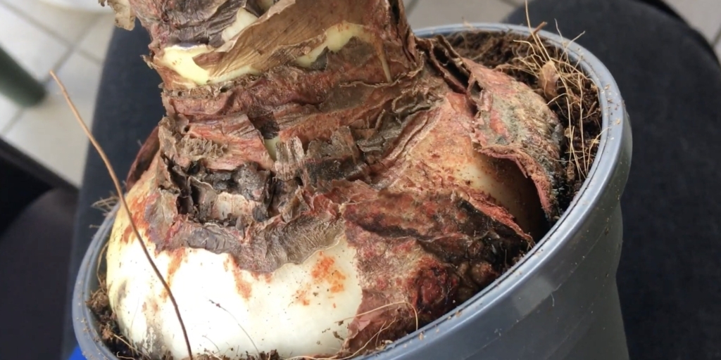 Красный ожог Красный ожог — болезнь гиппеаструма