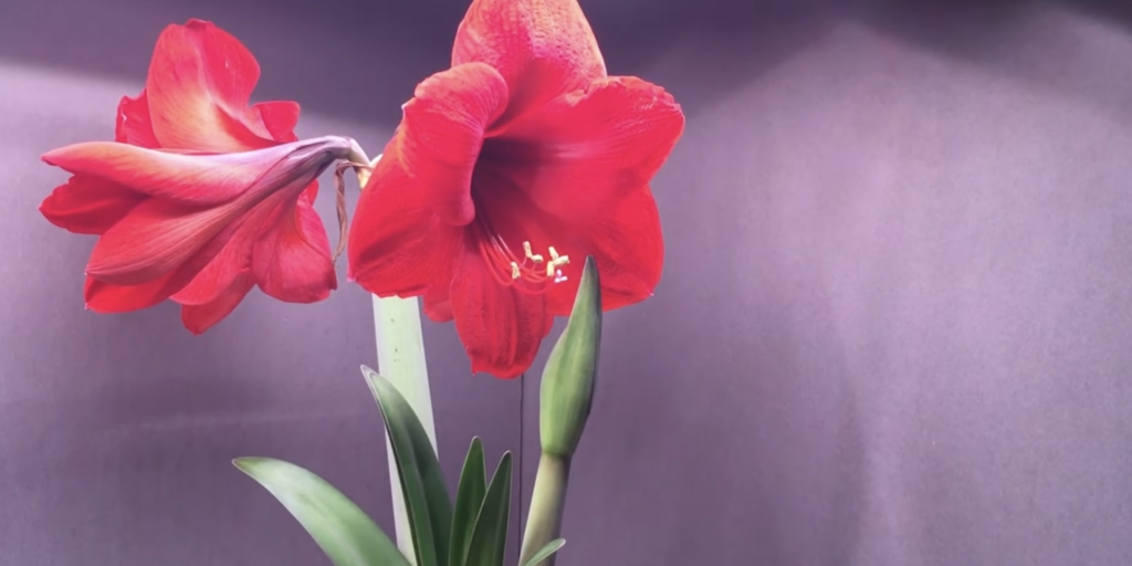 Гиппеаструм Red lion Гиппеаструм Red lion