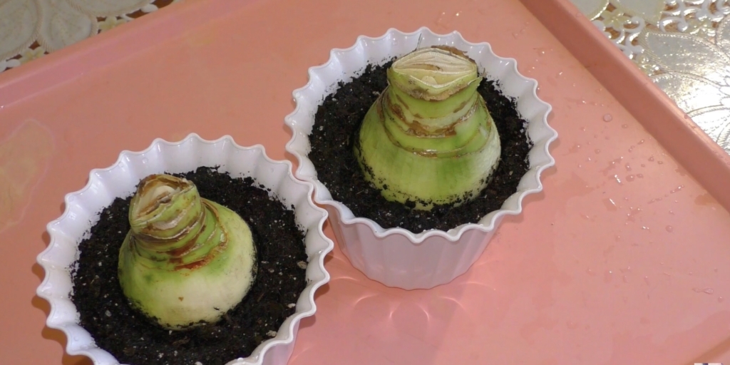 Пересаженное растение Пересаженное растение