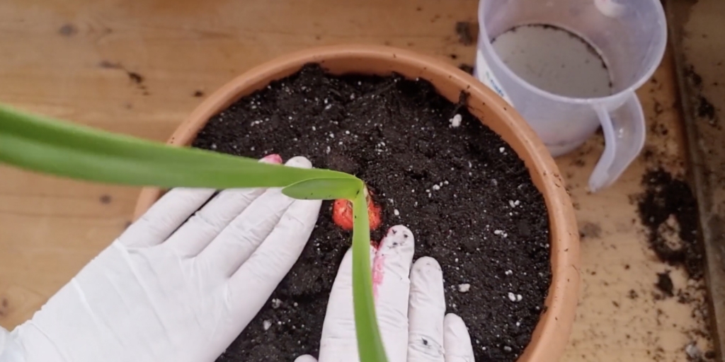 Посадка луковки Размножение гиппеаструма и уход в домашних условиях