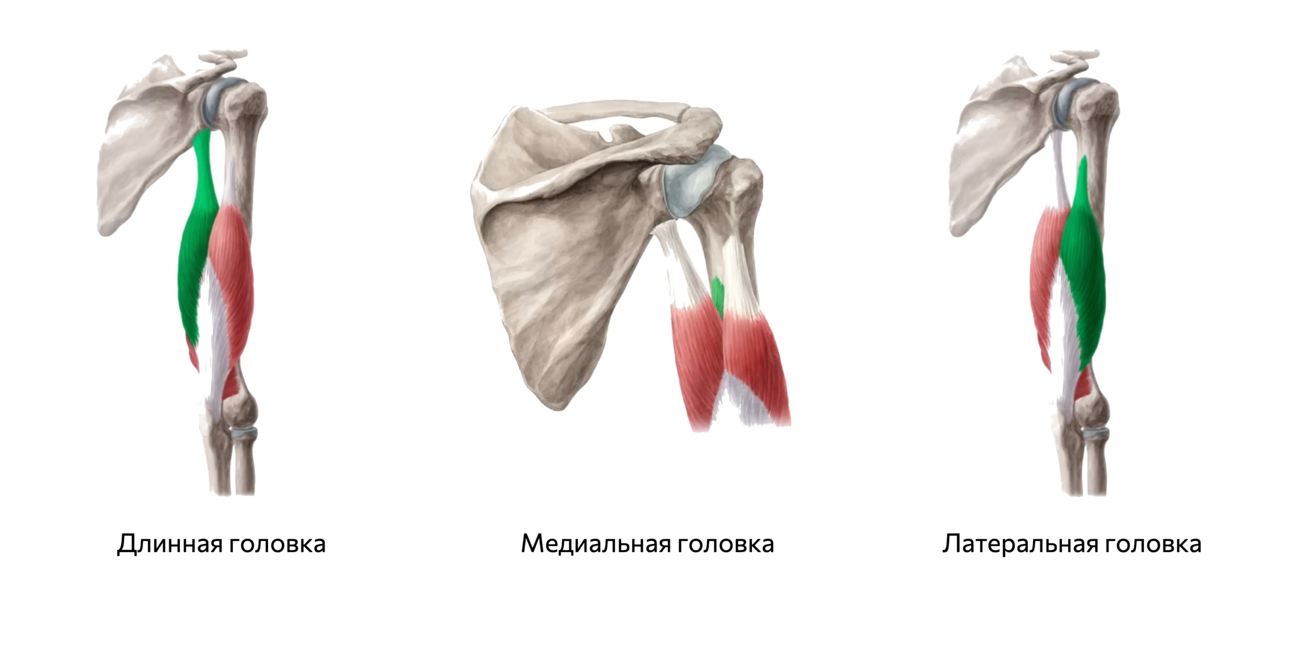 Головки трицепса