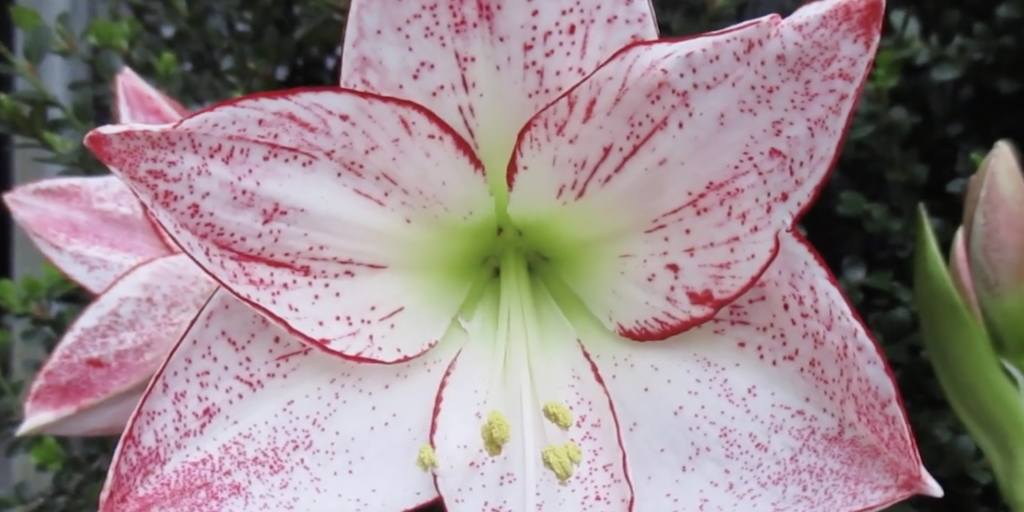 Гиппеаструм пятнистый Цветок гиппеаструма пятнистого