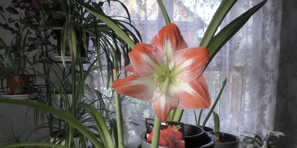 Гиппеаструм «Минерва» Гиппеаструм «Минерва»: уход в домашних условиях