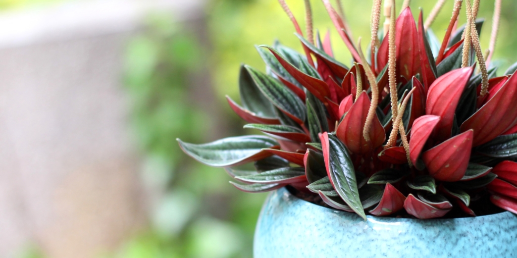 Пеперомия россо