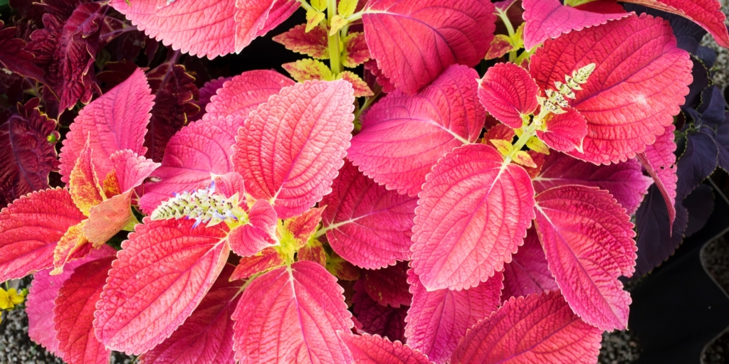 Комнатные растения с красными листьями: колеус