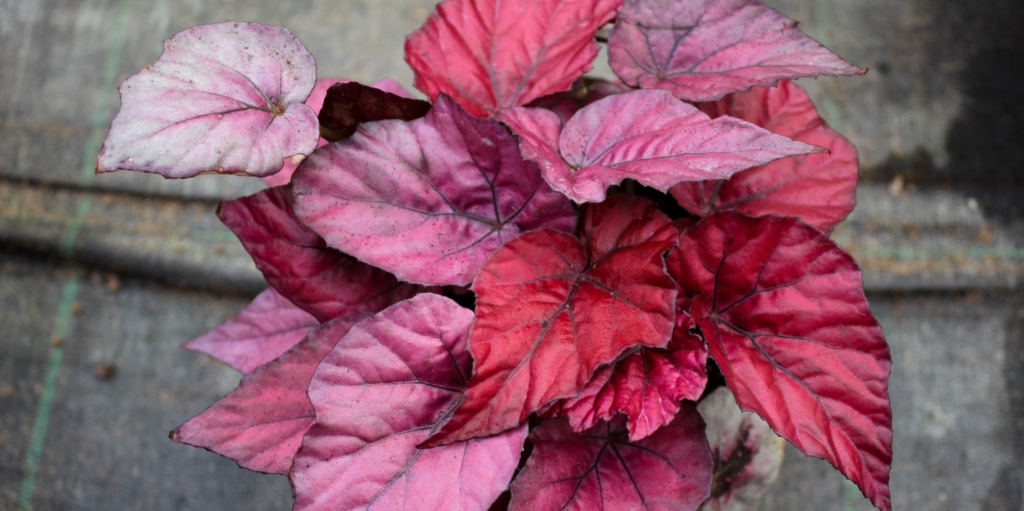 Комнатные растения с красными листьями: бегония Рекс