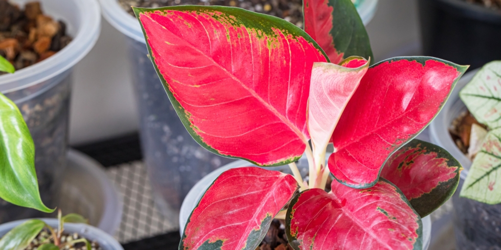 Комнатные растения с красными листьями: аглаонема