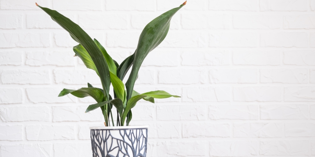 Аспидистра Растения для ванной комнаты: аспидистра