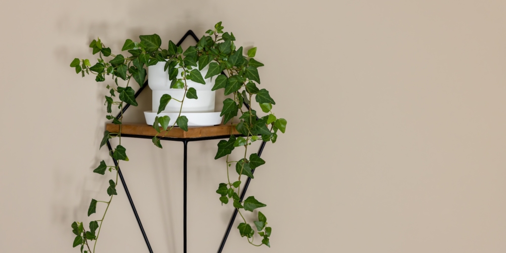 Хедера Хедера