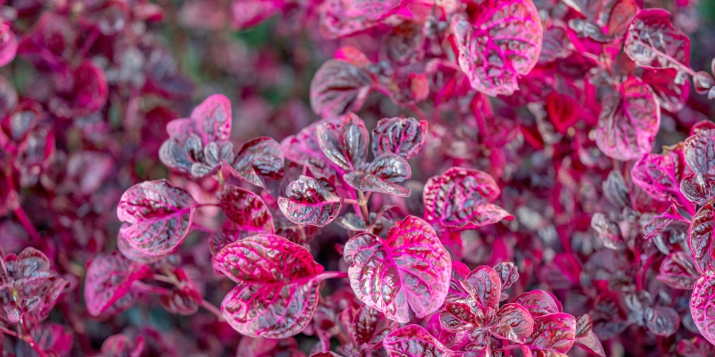 Комнатные растения с красными листьями: ирезине