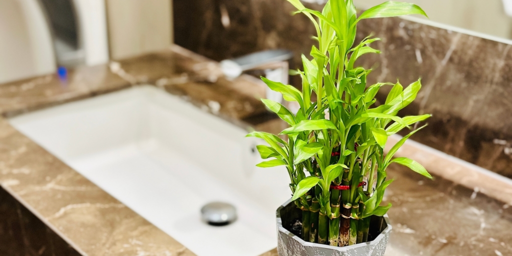 Драцена Сандера Растения для ванной комнаты: драцена Сандера