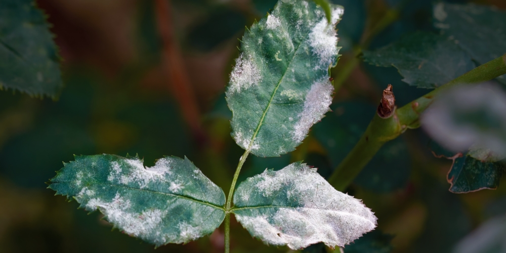 Мучнистая роса на листьях розы Мучнистая роса на листьях розы