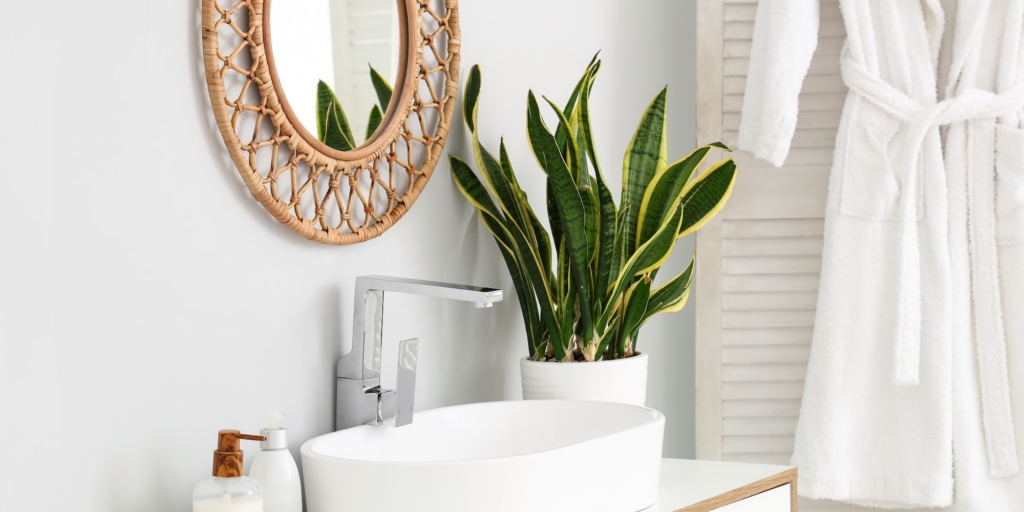 Сансевиерия Растения для ванной комнаты: сансевиерия