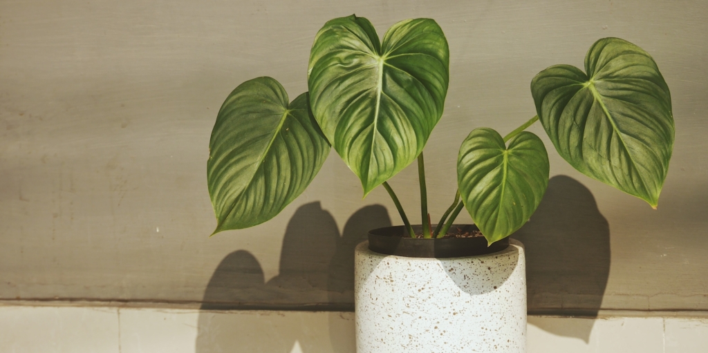 Филодендрон Растения для ванной комнаты: филодендрон