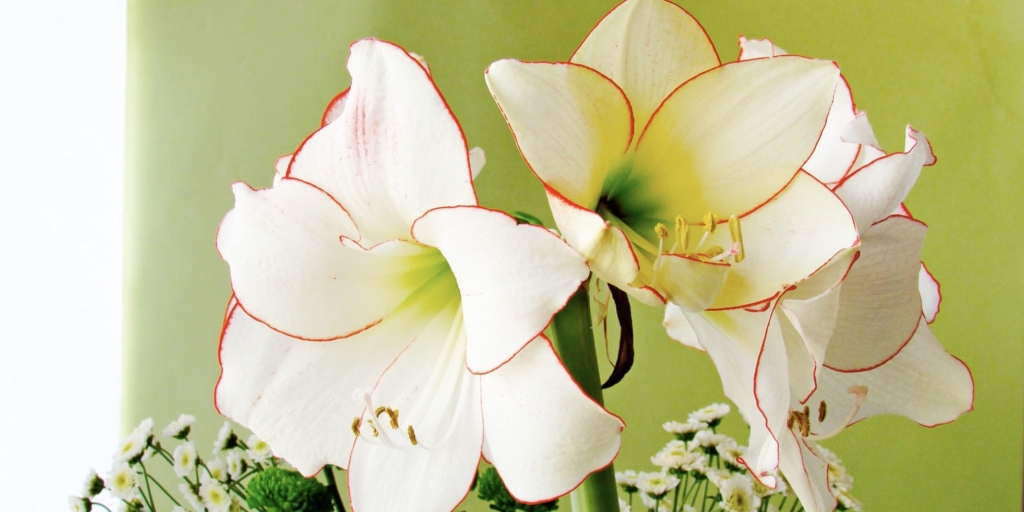 Гиппеаструм «Пикоти» Фото гиппеаструма «Пикоти»