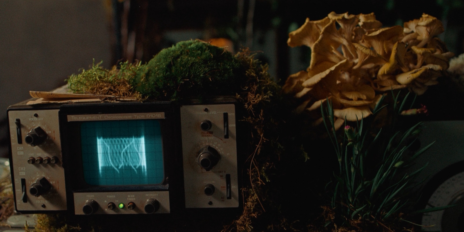 Кадр из фильма «Ловушка для кролика» 2025 года