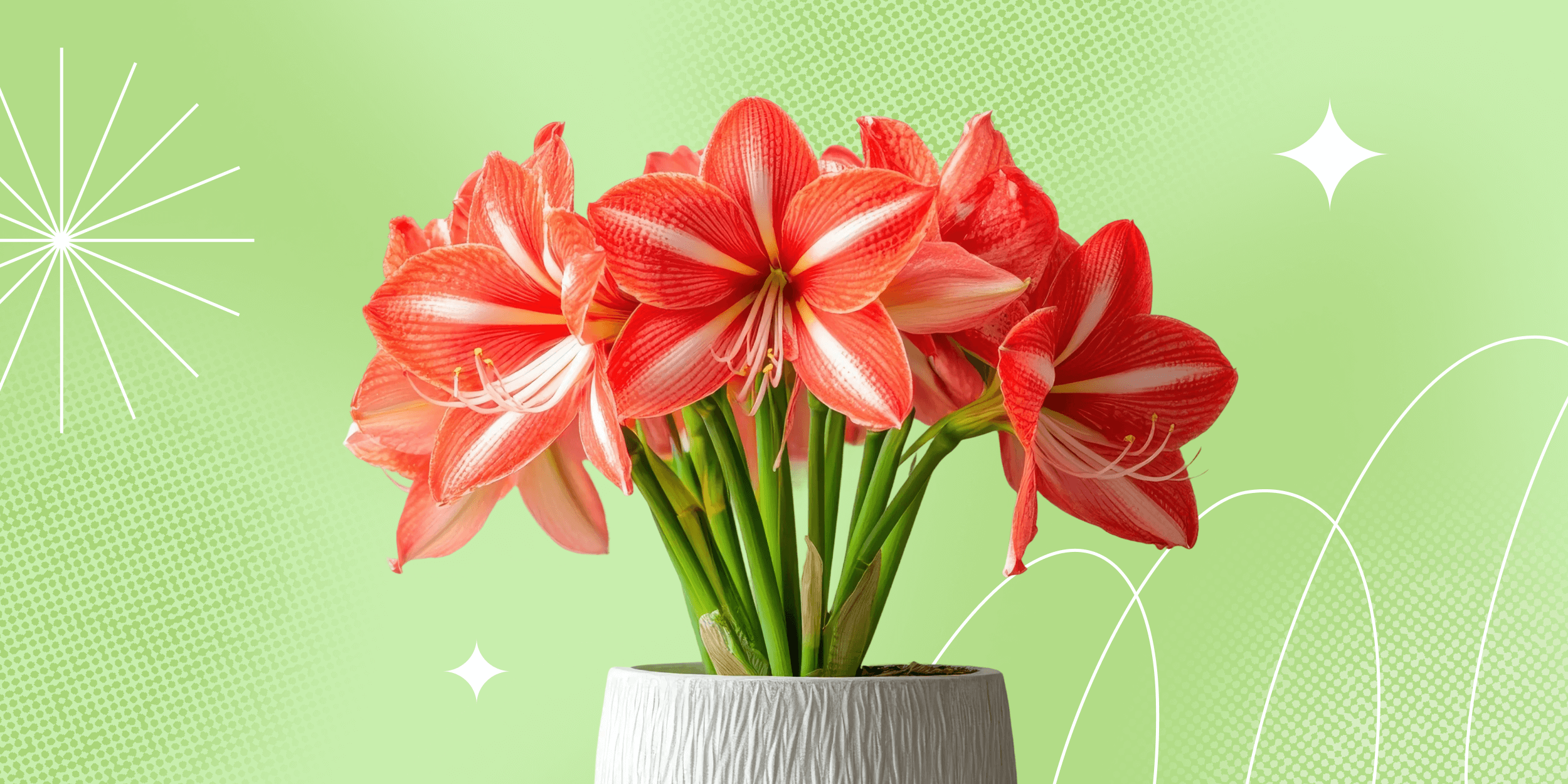 Как ухаживать за гиппеаструмом — комнатным растением с шикарными цветами