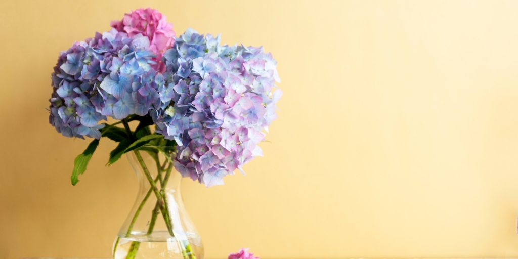 Цветы, которые долго стоят в вазе: гортензия