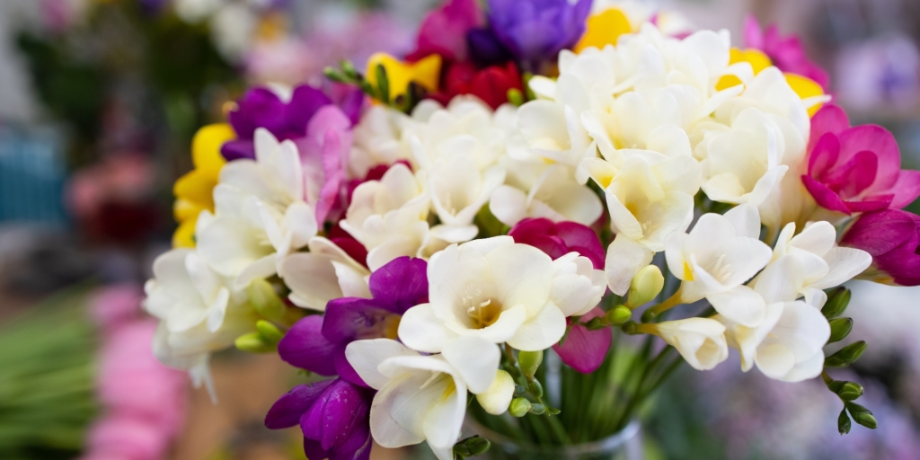 Цветы, которые долго стоят в вазе: фрезия