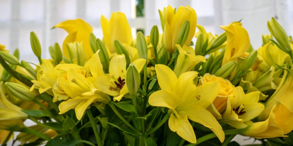 Какие цветы долго стоят в вазе: лилия