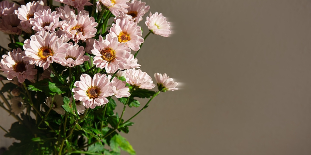 Хризантема