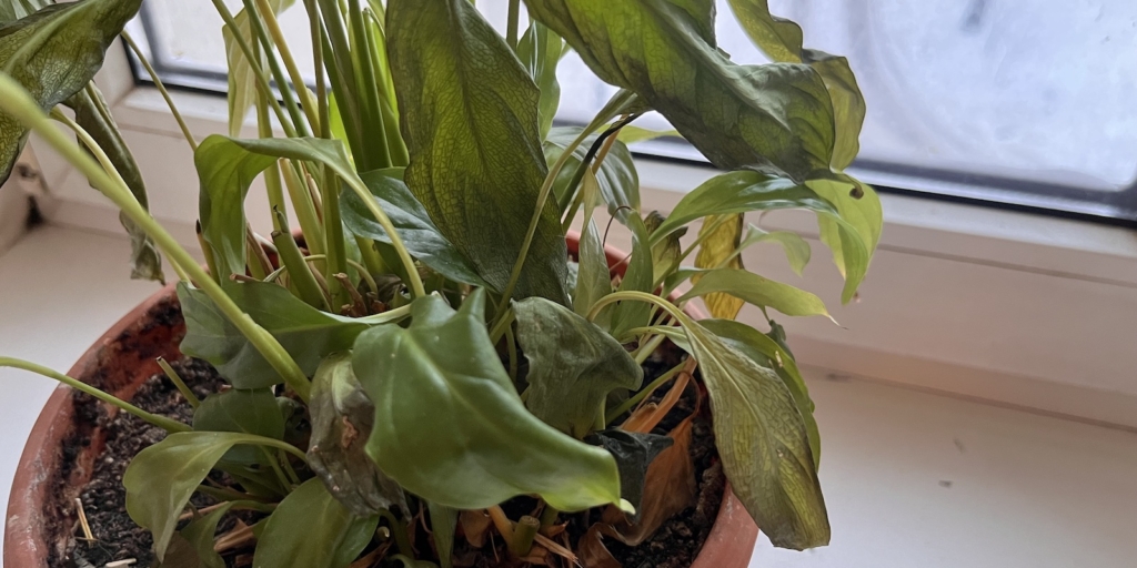 Что делать, если цветы замёрзли: обрежьте растение