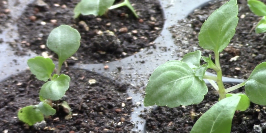 Подросшая рассада