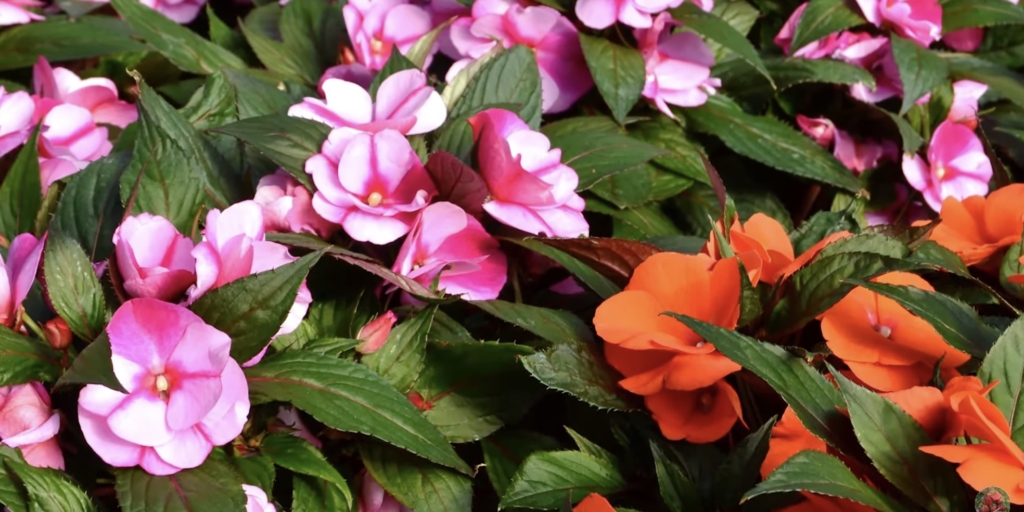 Новогвинейский бальзамин