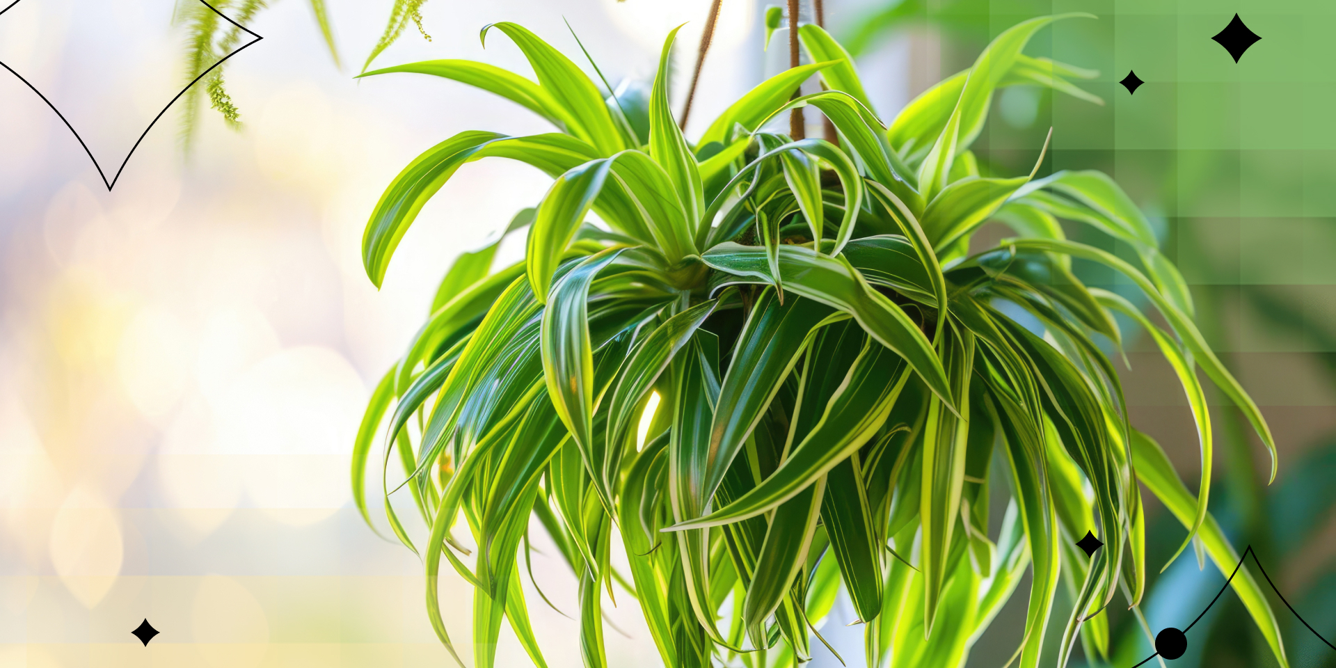 15 вьющихся комнатных растений, которые превратят квартиру в джунгли