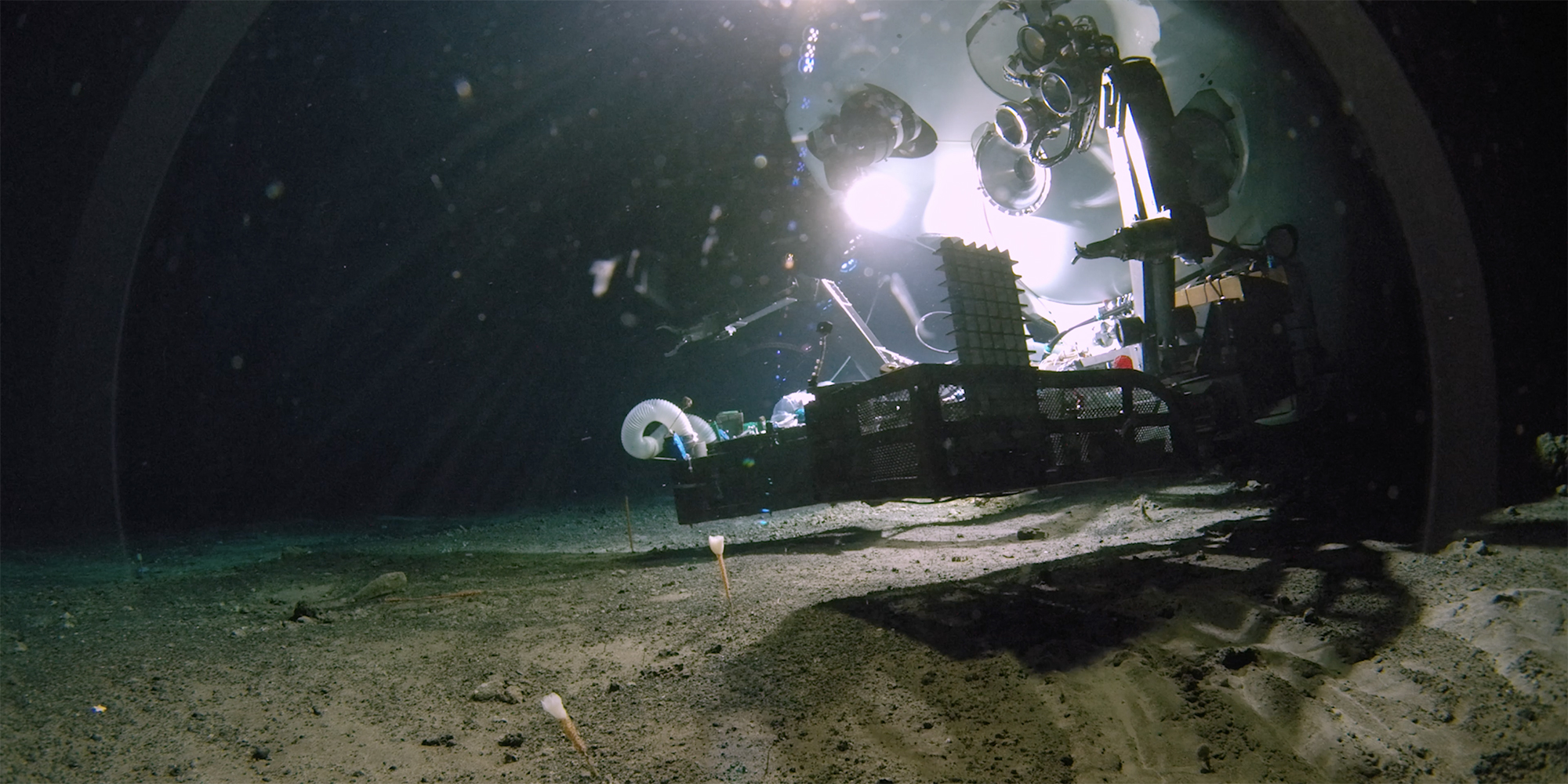 новые виды существ в океане