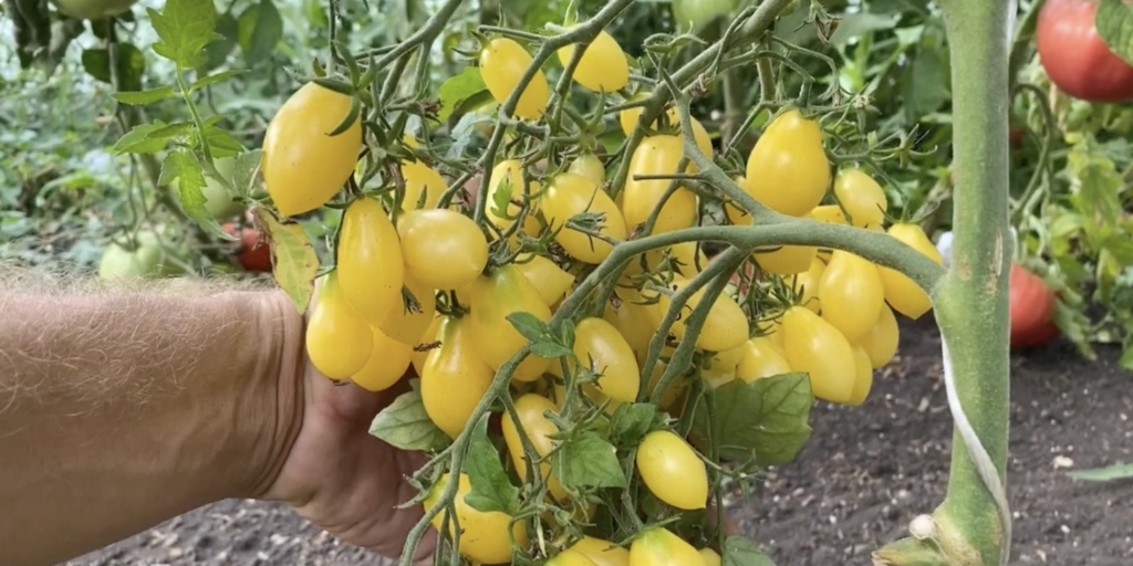 Сумасшедшие вишни барри Сумасшедшие вишни барри