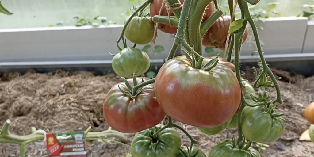 Башкирский ранний Лучшие сорта помидоров для открытого грунта: башкирский ранний