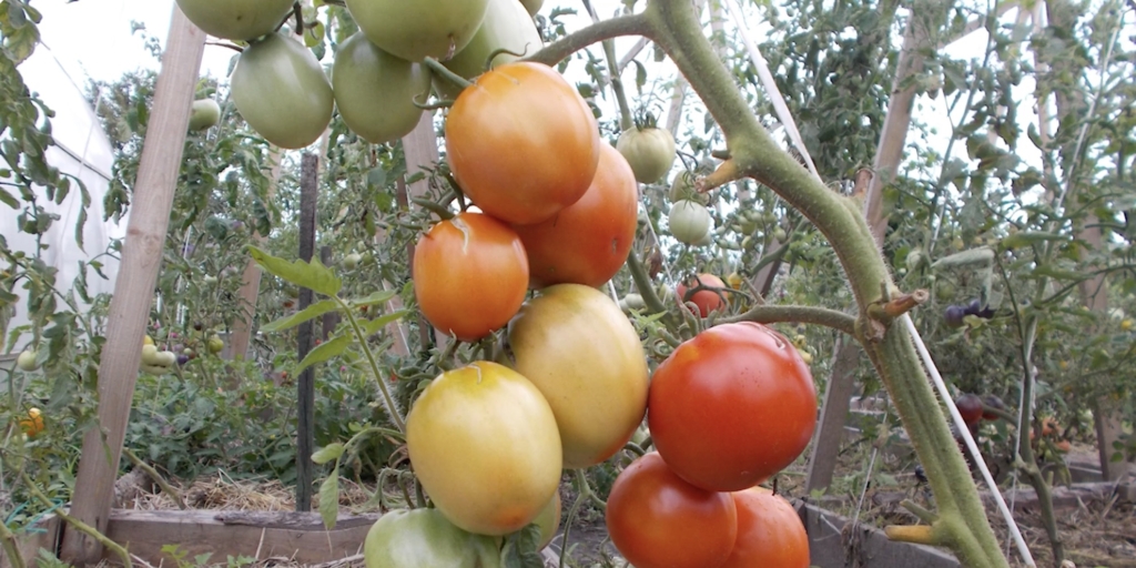 Бычье сердце Лучшие сорта помидоров для открытого грунта средней полосы: «бычье сердце»