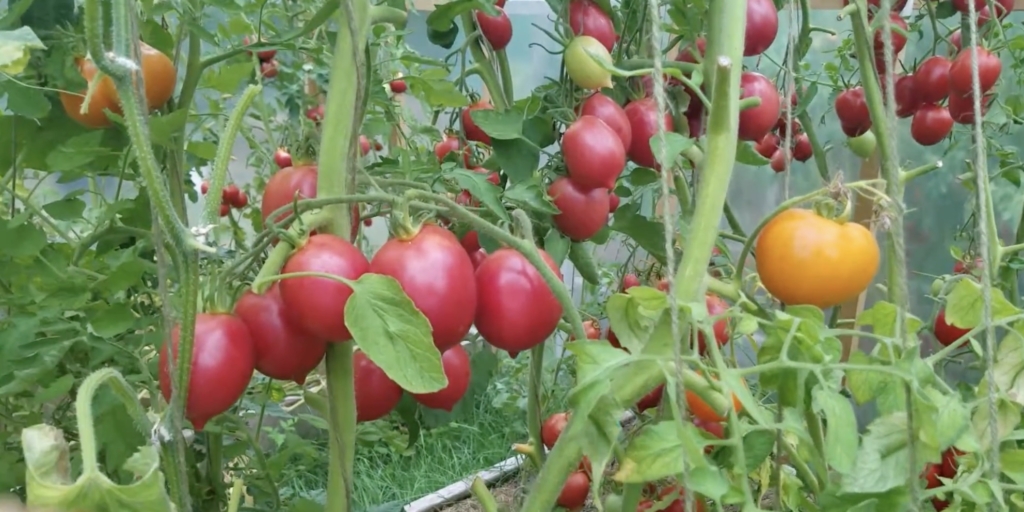 Де барао Лучшие сорта помидоров: «де барао»