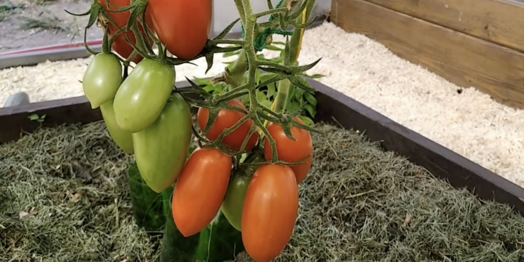 Джекпот F1 Лучшие сорта и гибриды томатов для открытого грунта: «джек пот F1»