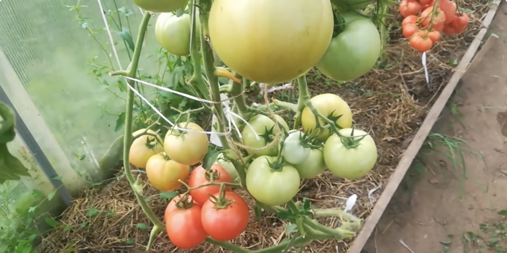 Гордость застолья F1 Гордость застолья F1