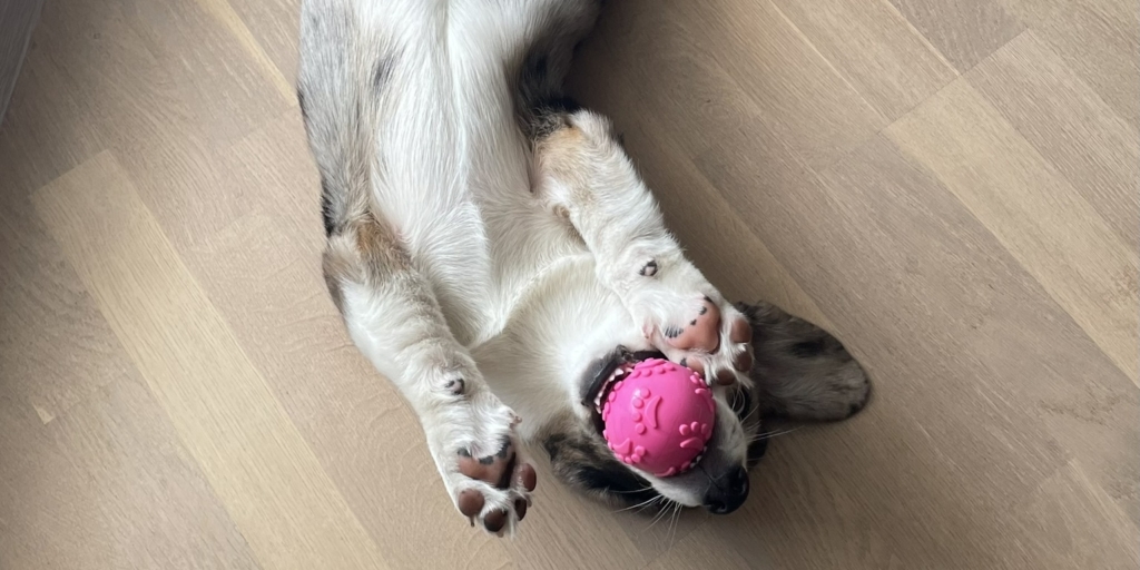 Щенок корги играет