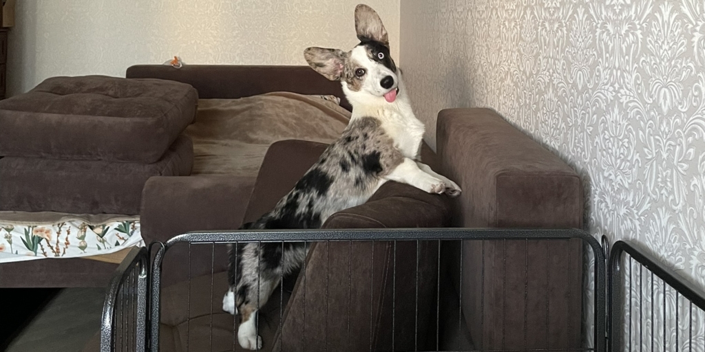 Щенок вельш-корги кардиган