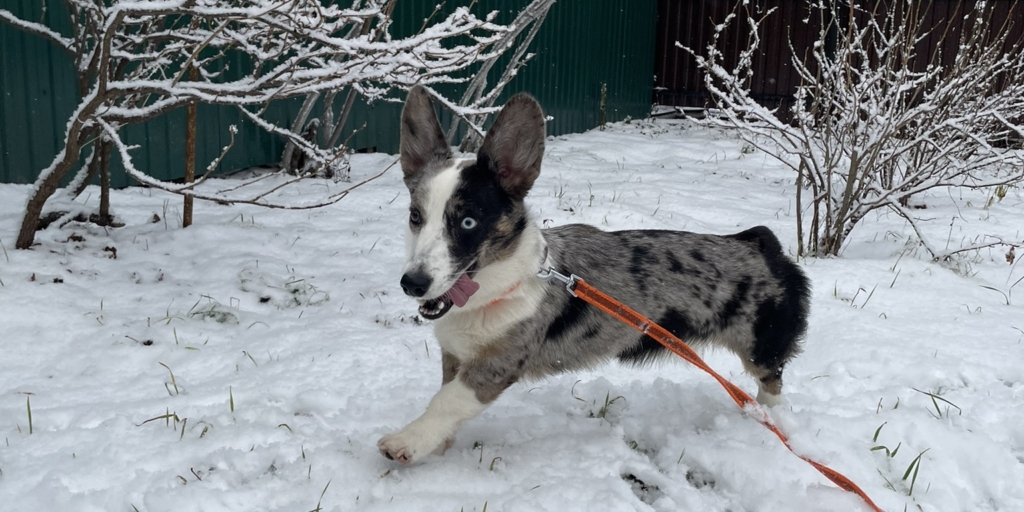 Щенок вельш-корги кардиган