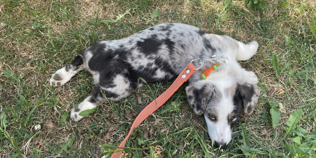 Щенок вельш-корги кардиган