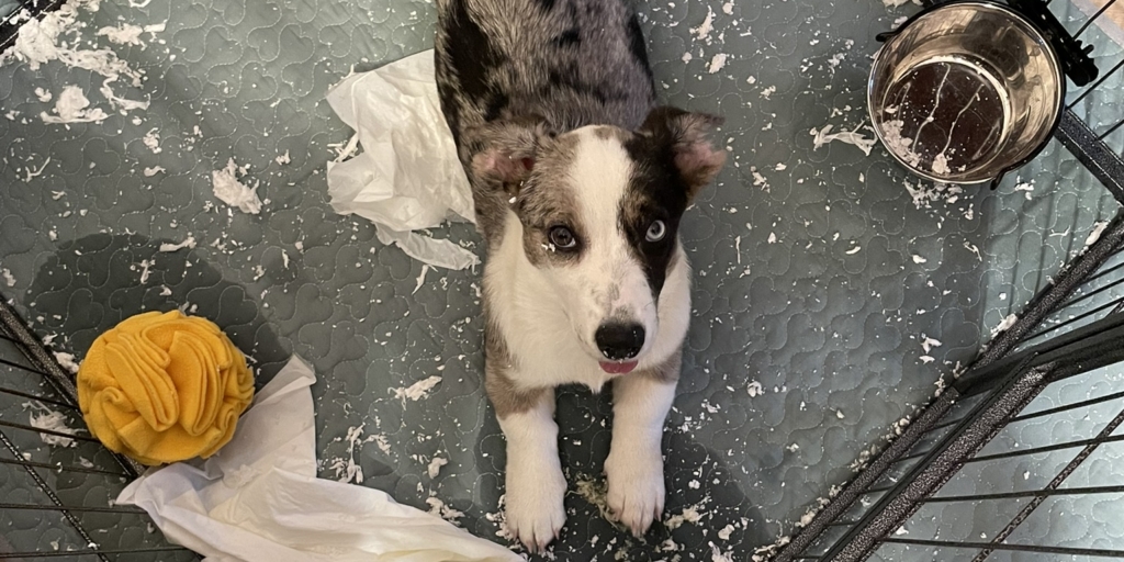 Щенок вельш-корги кардиган