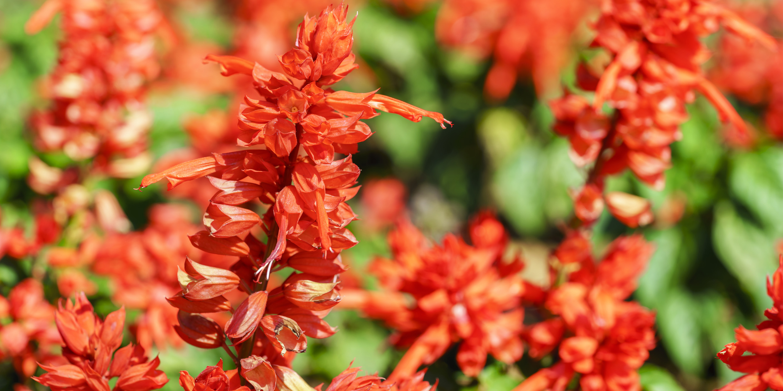 Когда сажать сальвию на рассаду и как правильно это делать