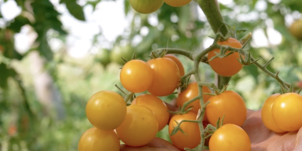 Краски F1 Краски F1