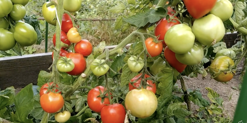 Красная стрела F1 Самые урожайные сорта и гибриды томатов: «красная стрела F1»