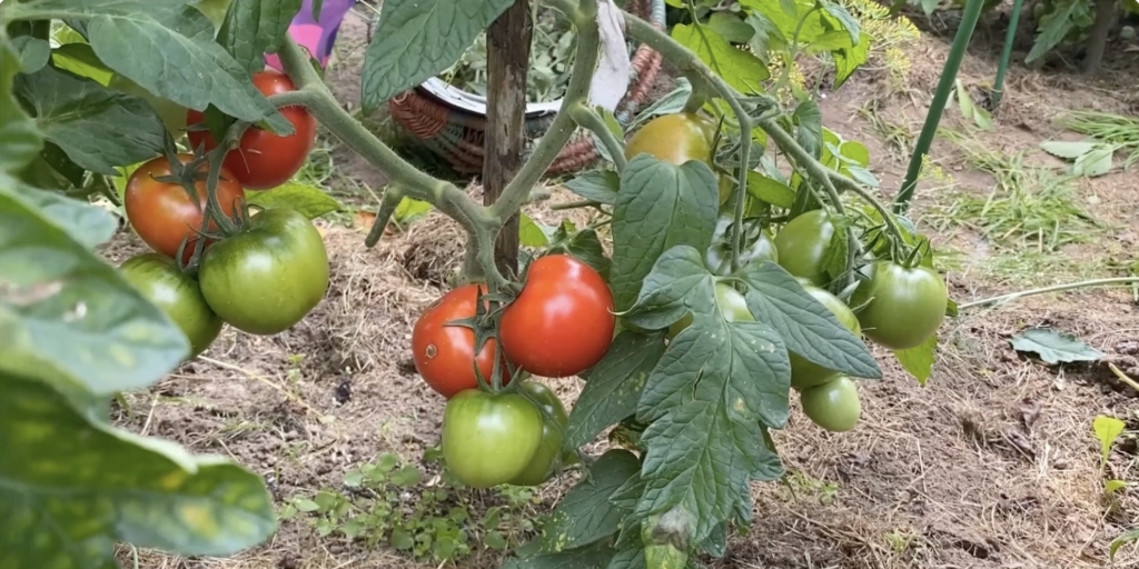 Ляна Самые вкусные сорта томатов: «ляна»