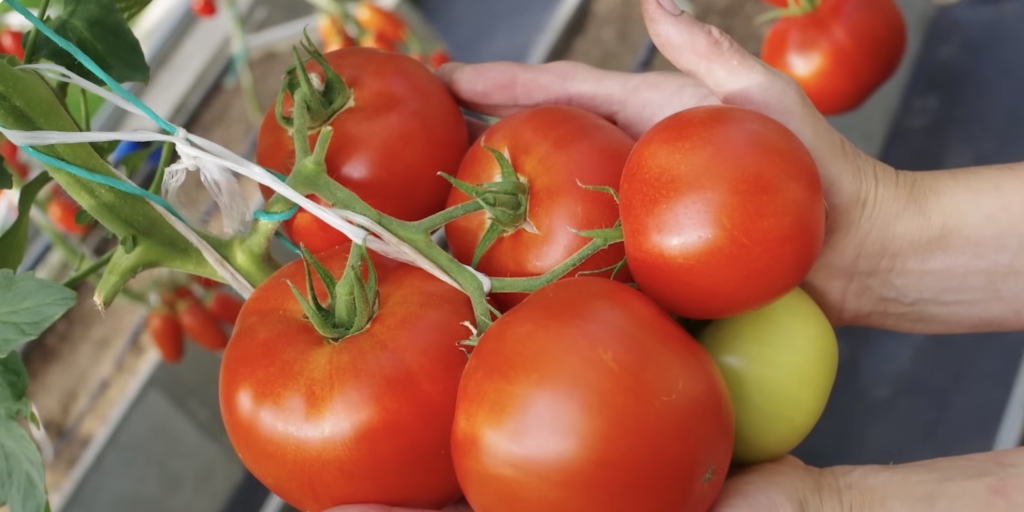 Момбаса F1 Момбаса F1